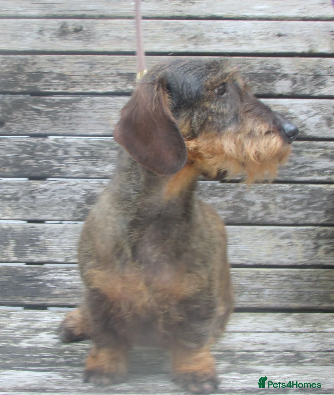 Dachshund dogs for sale: Lovely natured wire haired Dachshund, - Advert 2