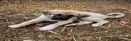 Turkish Kangal dogs for sale: TURKISH KANGAL PUPPIES! - Advert 26