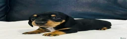Miniature Dachshund dogs for sale: Quality Miniature Dachshund puppies - Advert 13
