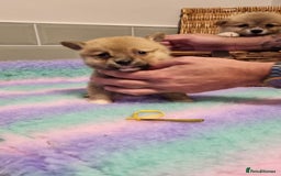 Mixed Breed dogs for sale: Corgi-Inus 💙 Just 1 BOY LEFT - Image 15