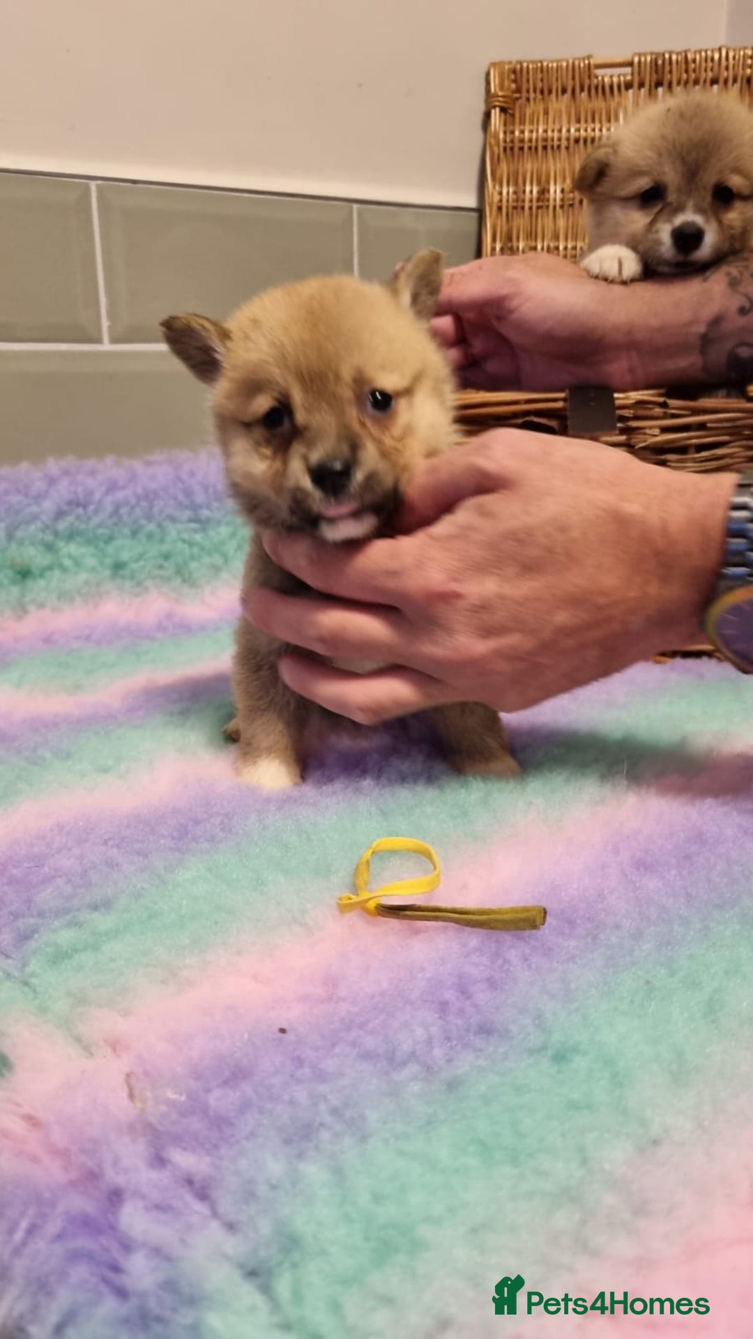 Mixed Breed dogs for sale: Corgi-Inus 💙 Just 1 BOY LEFT - Image 15