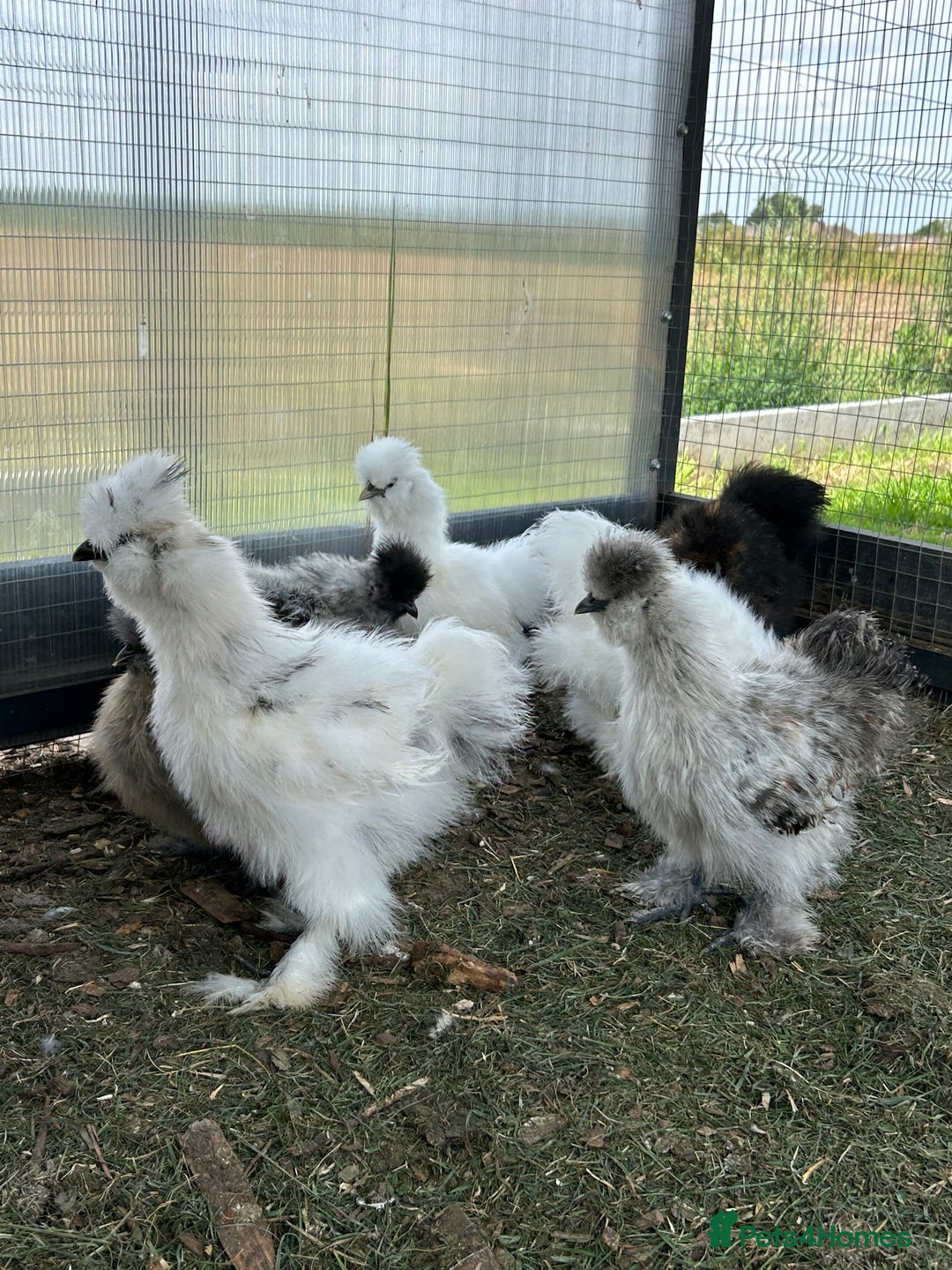 Chickens poultry for sale: Looking to Rehome 9 silkie chicks  2 months old - Image 2