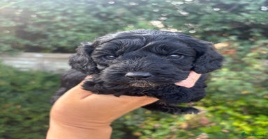 Cockapoo dogs - Advert 15