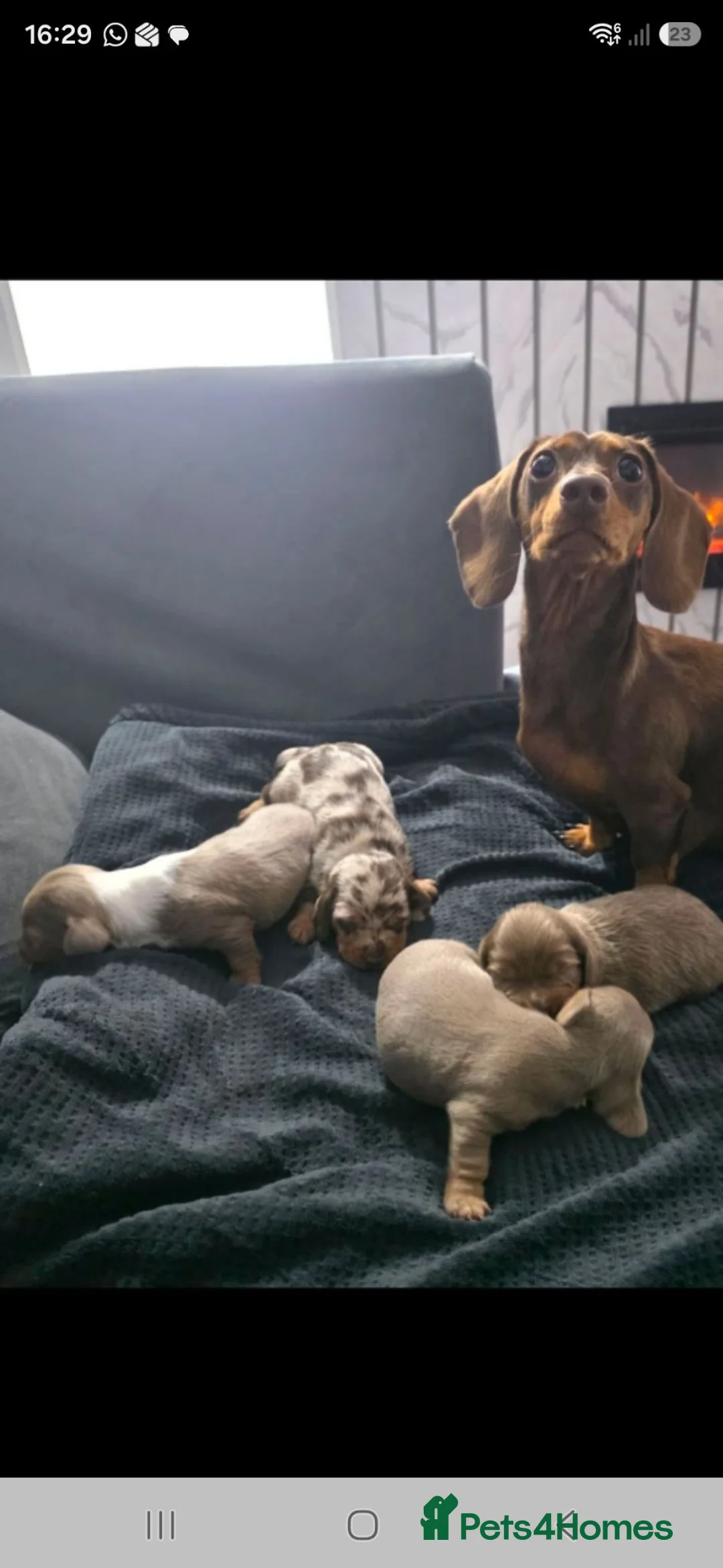Miniature Dachshund dogs for sale: Miniature dachshunds in Liverpool - Advert 4