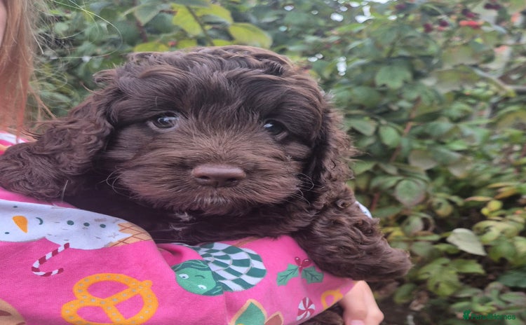 Cockapoo dogs - Advert 8