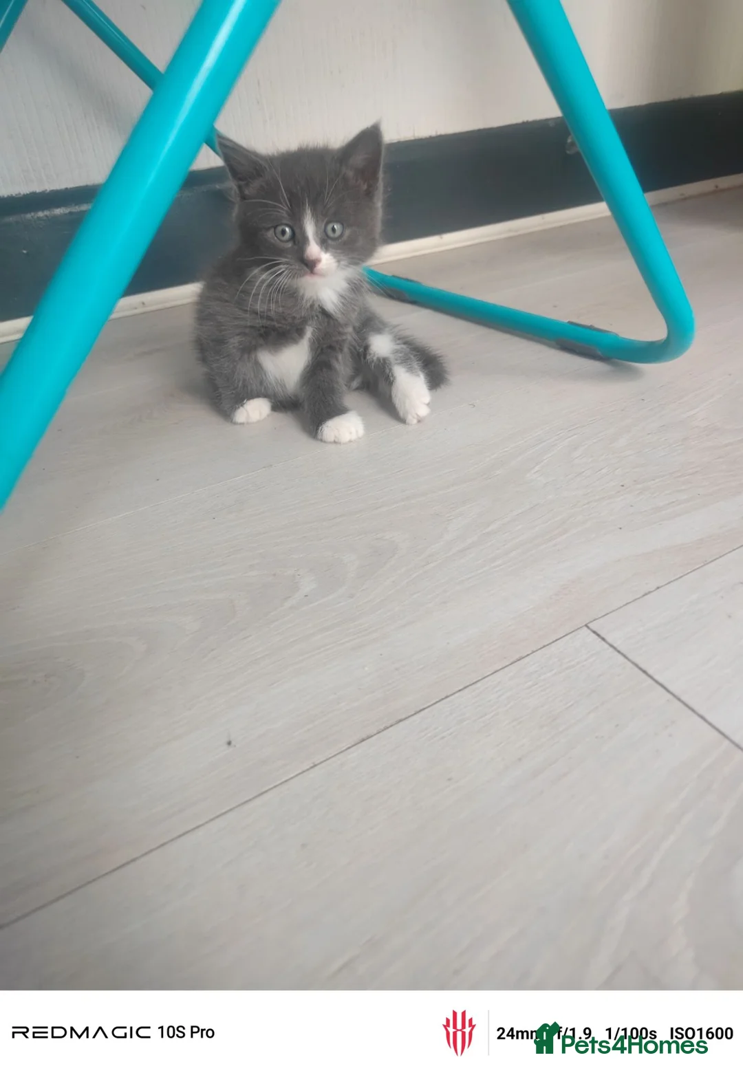 Russian Blue cats for sale: 2 Months old - Advert 2