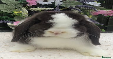 Mini Lop rabbits - Advert 10