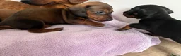 Dachshund dogs for sale: Dachshund puppies in Billericay - Advert 13