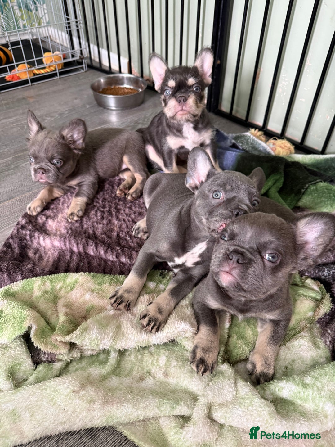 French Bulldog dogs for sale: Fluffy French bull dogs  - Image 11