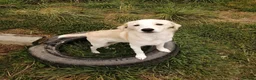 Mixed Breed dogs for adoption: ❤️ SUMMER❤️ – YOUR CHANCE TO HAVE SUMMER FOREVER - Advert 18