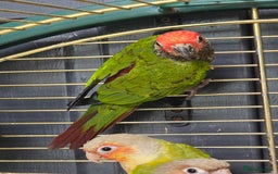 Parakeets birds for sale: Mixed birds, Alexandrines, Conures, Derbyan, etc!! - Image 3