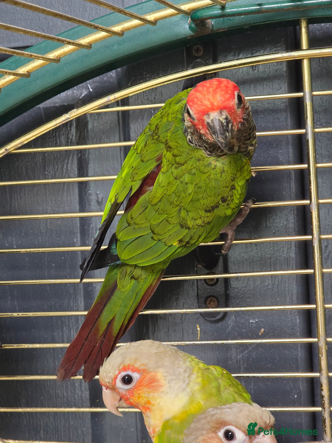 Parakeets birds for sale: Mixed birds, Alexandrines, Conures, Derbyan, etc!! - Image 3