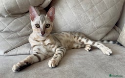Bengal cats for sale: Female bengal 7 months  - Advert 1