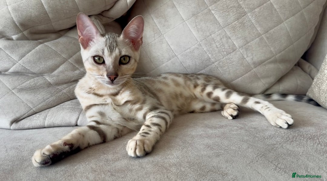 Bengal cats for sale: Female bengal 7 months  - Advert 1
