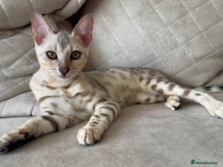 Bengal cats Female bengal 7 months - Advert 1