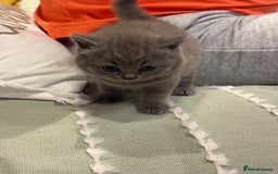British Shorthair cats for sale: Gorgeous Kittens Ready to Find Their Forever Homes - Image 23