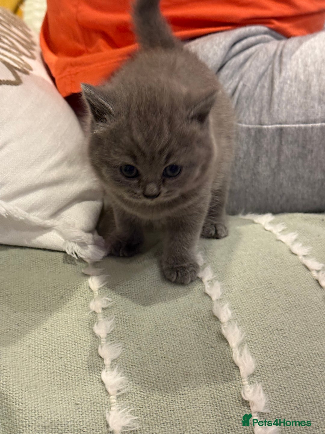 British Shorthair cats for sale: Gorgeous Kittens Ready to Find Their Forever Homes - Image 23