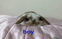 Mini Lop rabbits for sale: Gorgeous Fluffy Purebred Mini Lop bunnies - Image 12