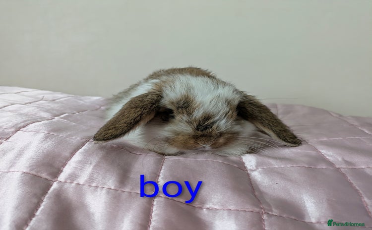 Mini Lop rabbits - Advert 2