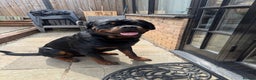 Rottweiler dogs for stud: Stud dog available  - Advert 2