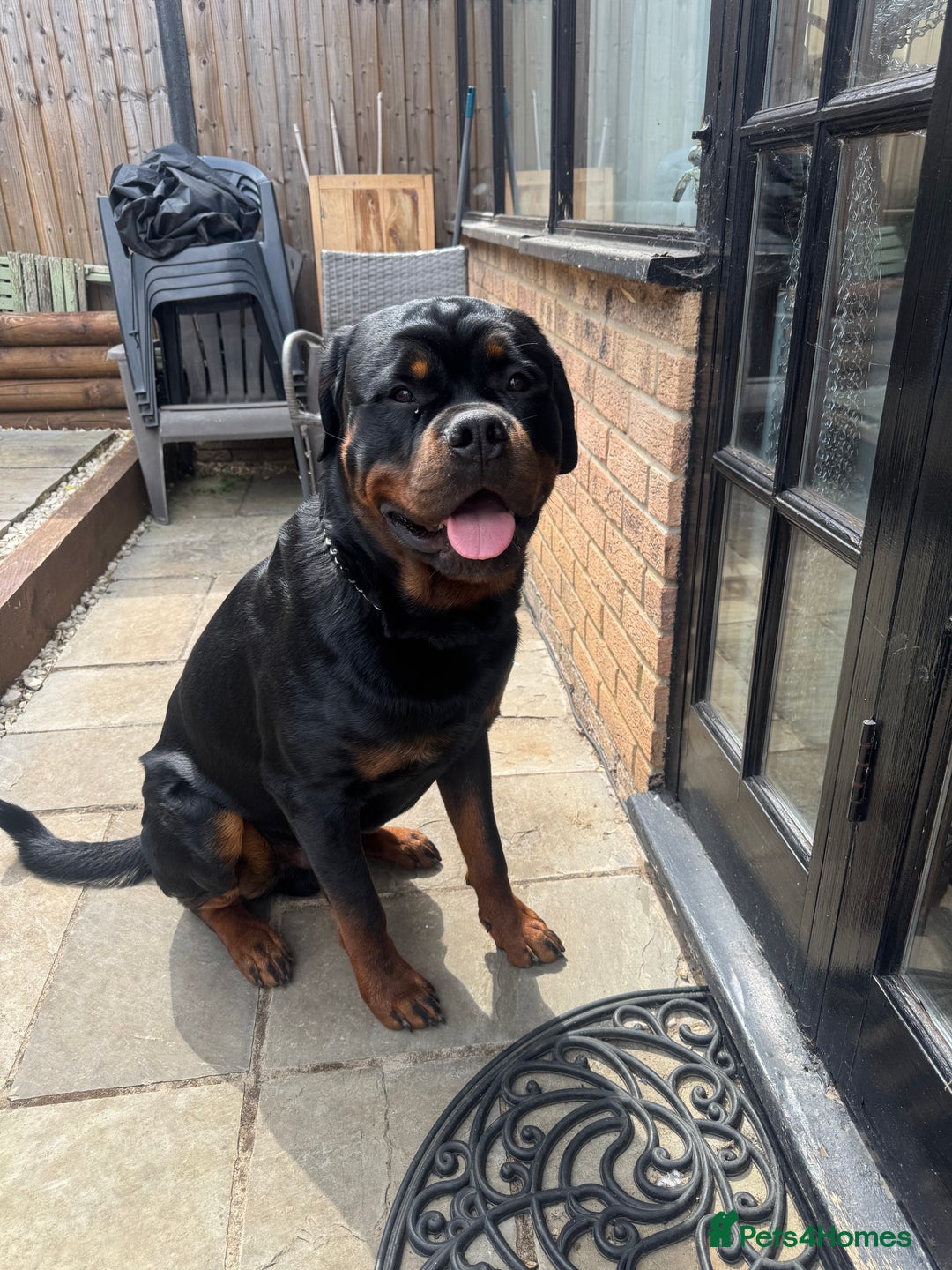Rottweiler dogs for stud: Stud dog available  - Advert 2