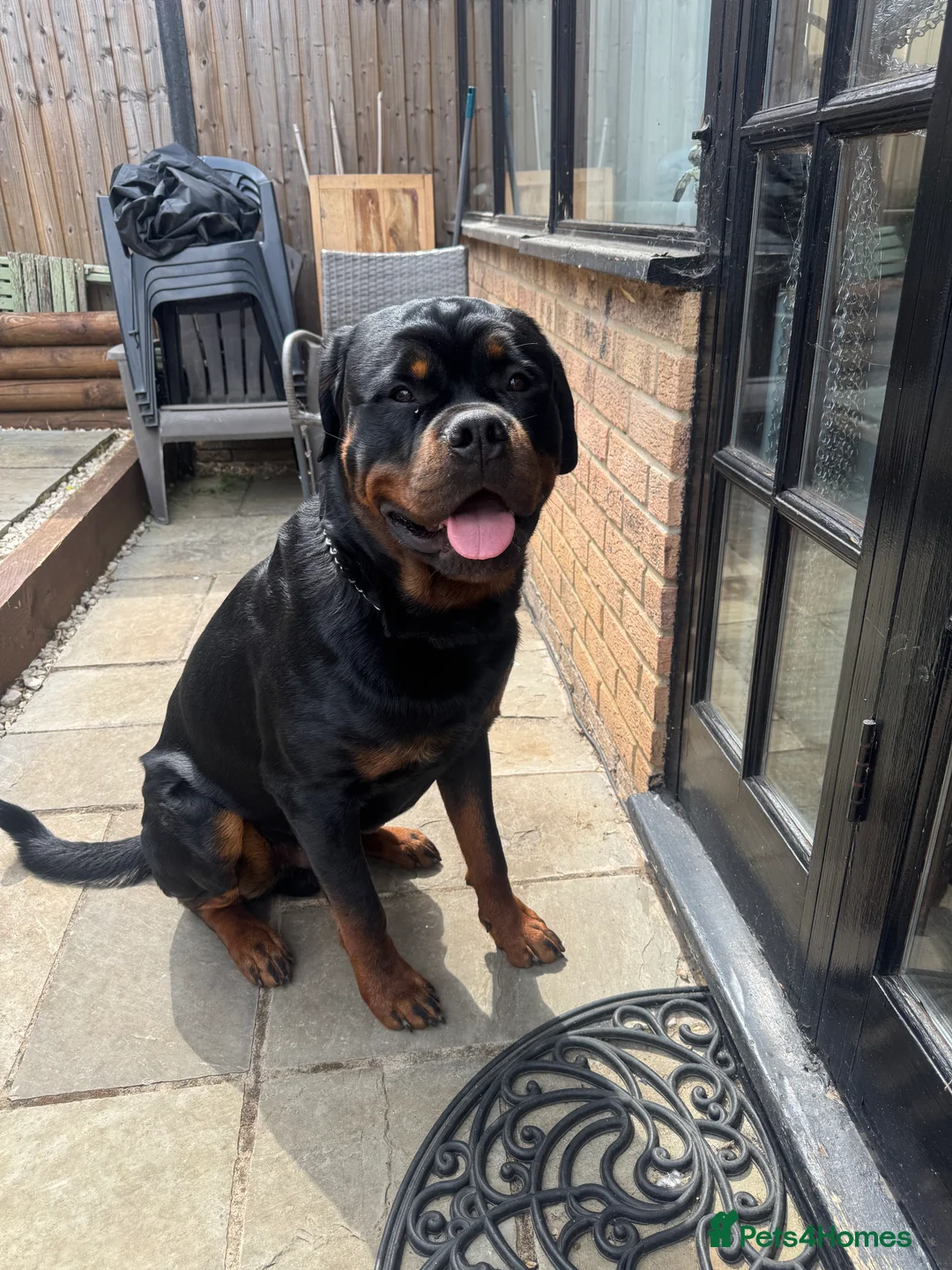Rottweiler dogs for stud: Stud dog available  - Advert 1