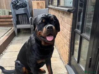 Rottweiler dogs Stud dog available - Advert 1