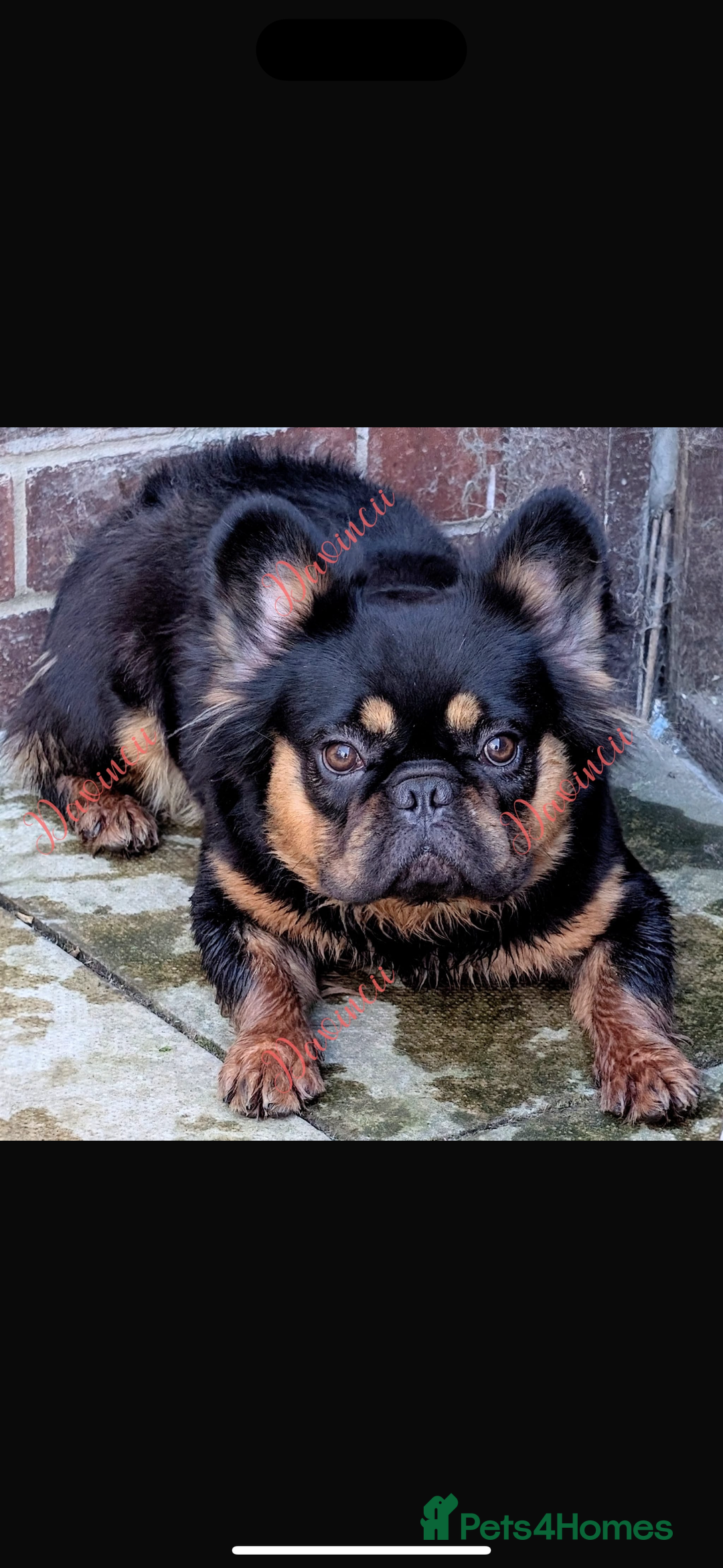 French Bulldog dogs for sale: Fluffy frenchie  - Advert 1