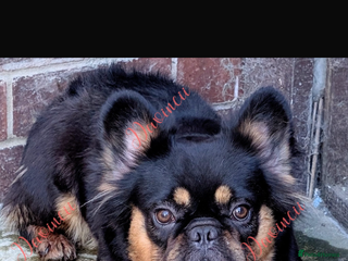 French Bulldog dogs Fluffy frenchie - Advert 2