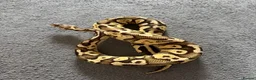 Python Snake reptiles for sale: 🐍 Ball Python for Sale - Advert 3