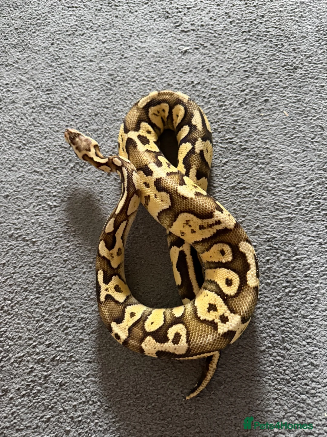 Python Snake reptiles for sale: 🐍 Ball Python for Sale - Advert 3