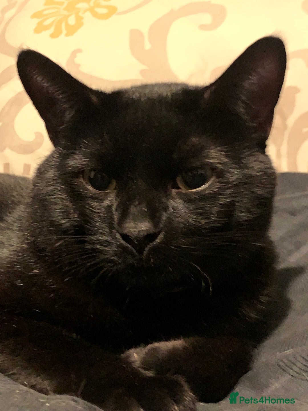 Bombay cats for sale: 1.5Year-Old Cat Looking for a Responsible New Home - Advert 2