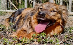 Border Collie dogs for adoption: Frida: From the Side of the Road - Image 2