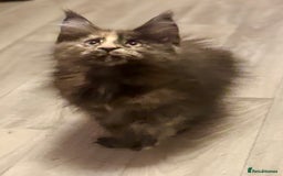 Maine Coon cats for sale: 🌟Ready to leave 4 XL Maine Coons active available - Image 30