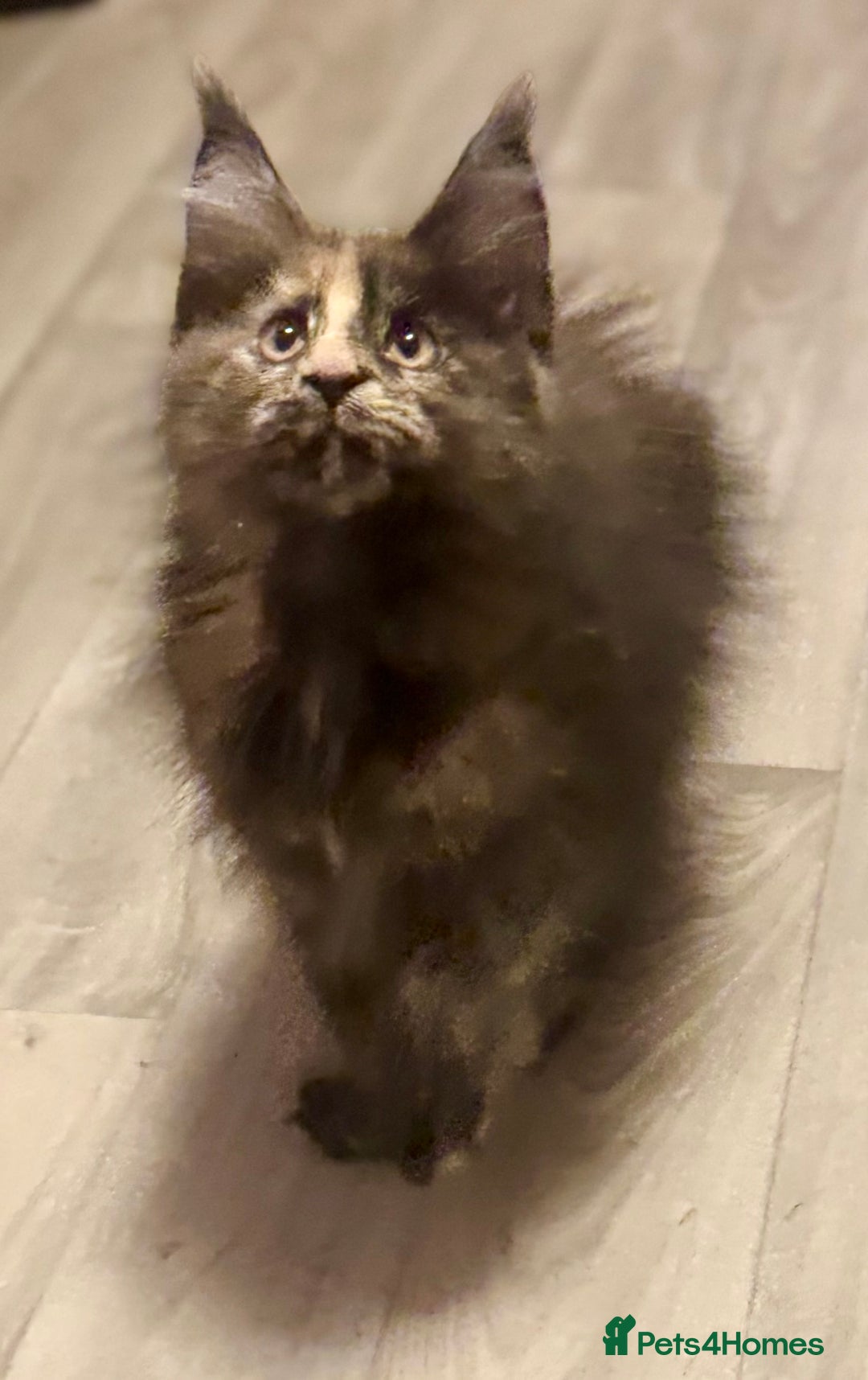 Maine Coon cats for sale: 🌟Ready to leave 4 XL Maine Coons active available - Image 30