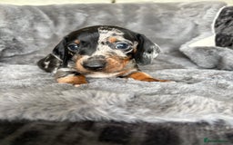 Miniature Dachshund dogs for sale: Stunning mini smooth dachshund pups  - Image 15