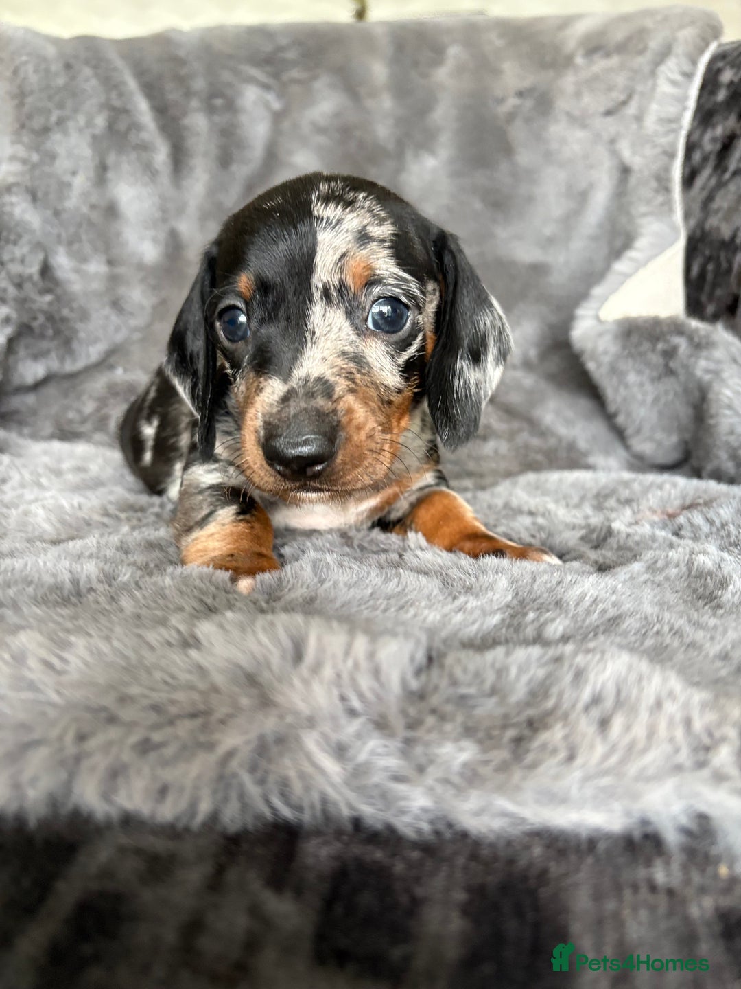 Miniature Dachshund dogs for sale: Stunning mini smooth dachshund pups  - Image 15