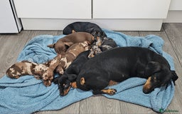 Miniature Dachshund dogs for sale: Beautiful miniature dachshund puppies - Image 15