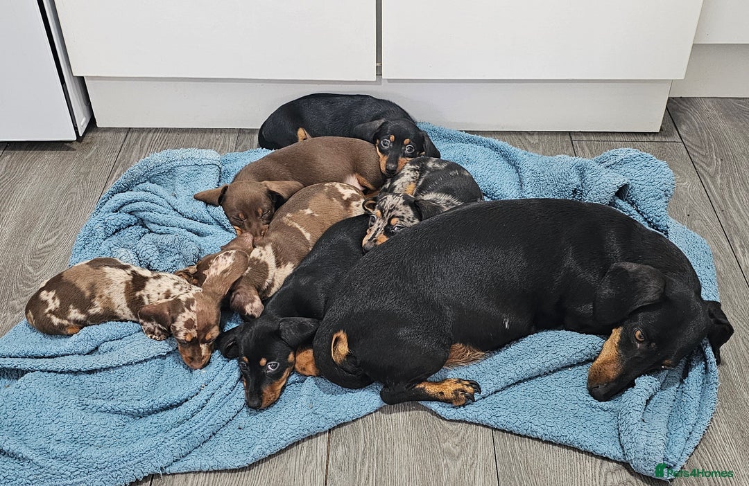 Miniature Dachshund dogs for sale: Beautiful miniature dachshund puppies - Image 15