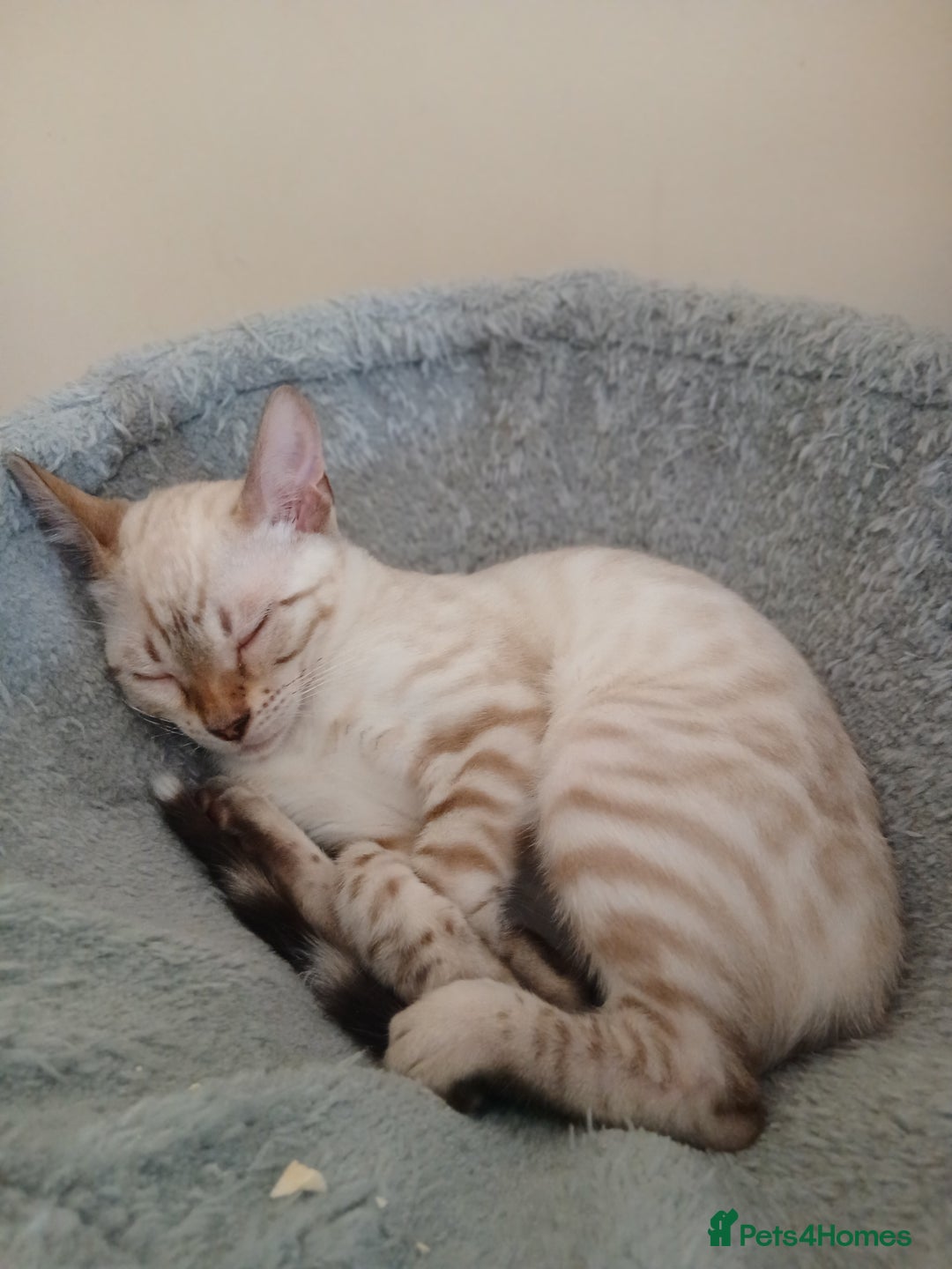Bengal cats for sale: Health-checked TICA Family Bengal Kitten READY NOW in Warminster - Image 1