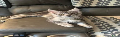 Maine Coon Kitten 1