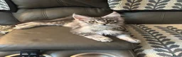 Maine Coon cats for sale: 3 Beautiful Maine Coon kittens forsale in Ammanford - Advert 23