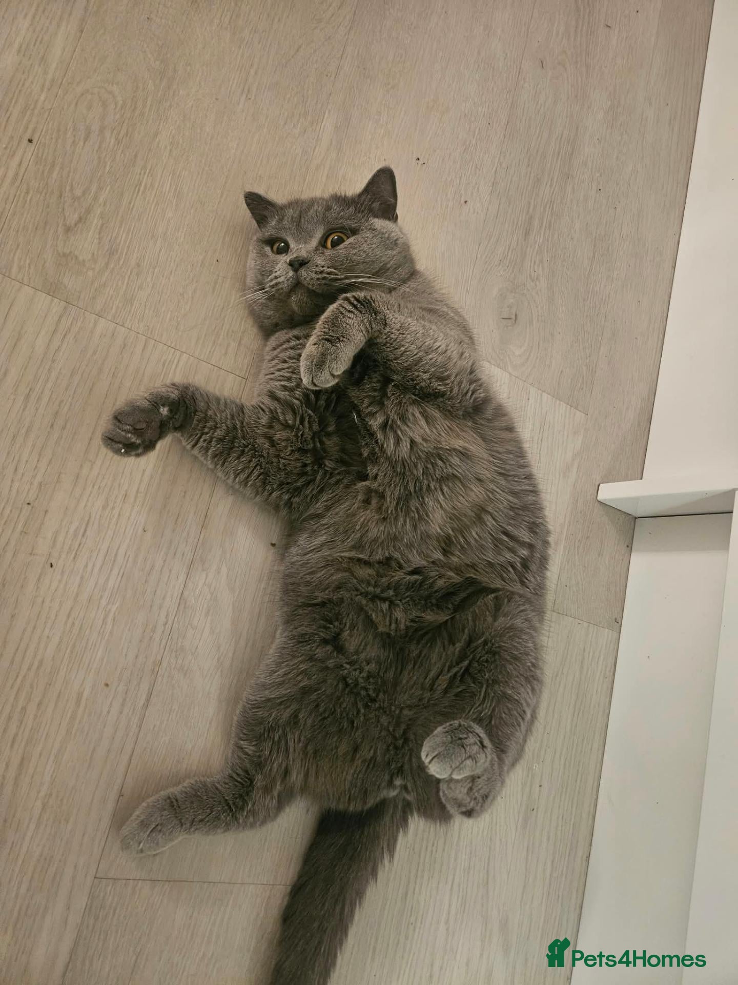 British Shorthair cats Active blue British shorthair  - Advert 1