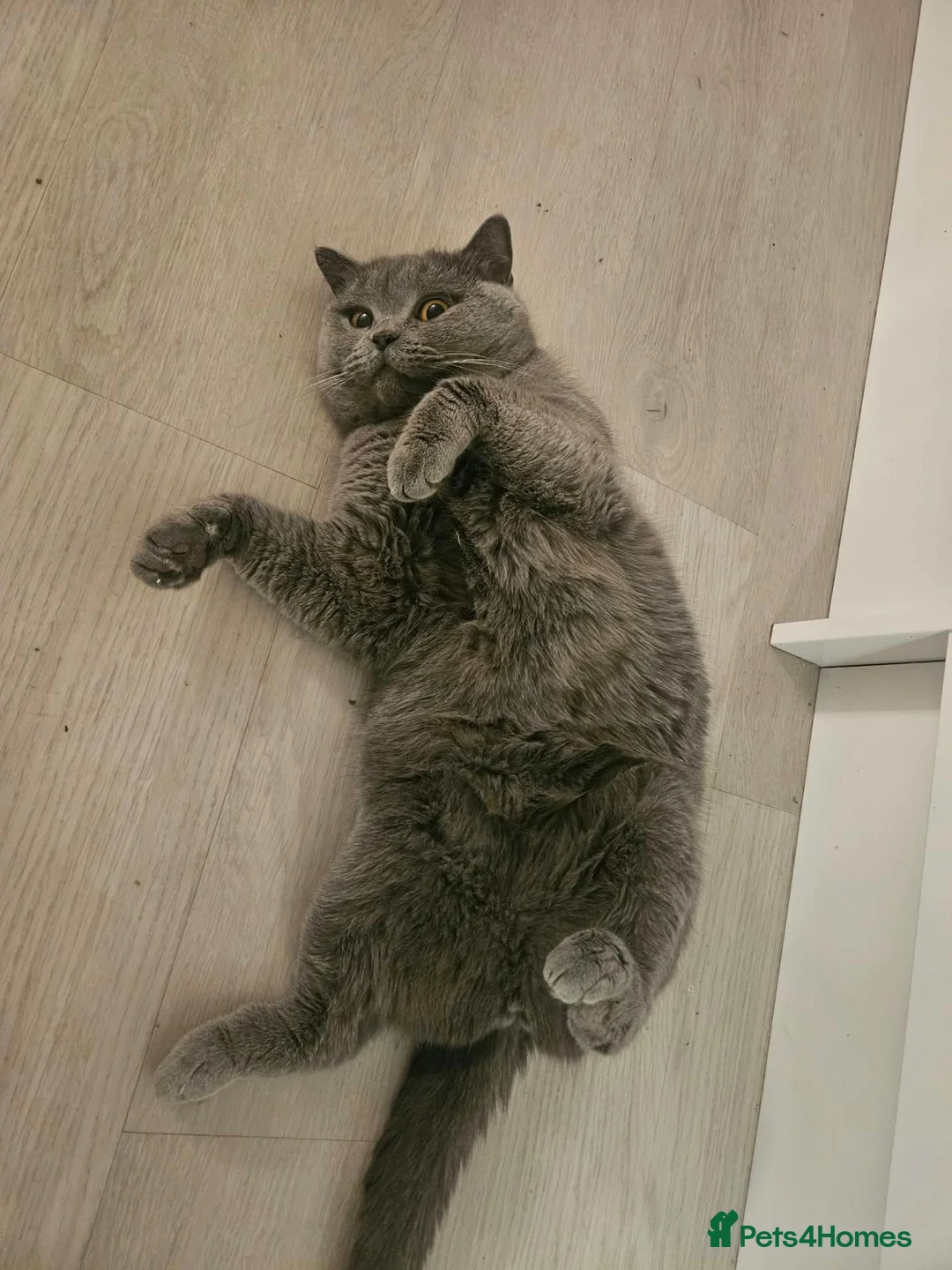 British Shorthair cats for sale: Active blue British shorthair  - Advert 1
