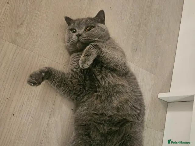British Shorthair cats Active blue British shorthair - Advert 14