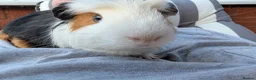 Guinea Pig rodents for sale: Gorgeous guinea pigs in Stourbridge - Advert 5