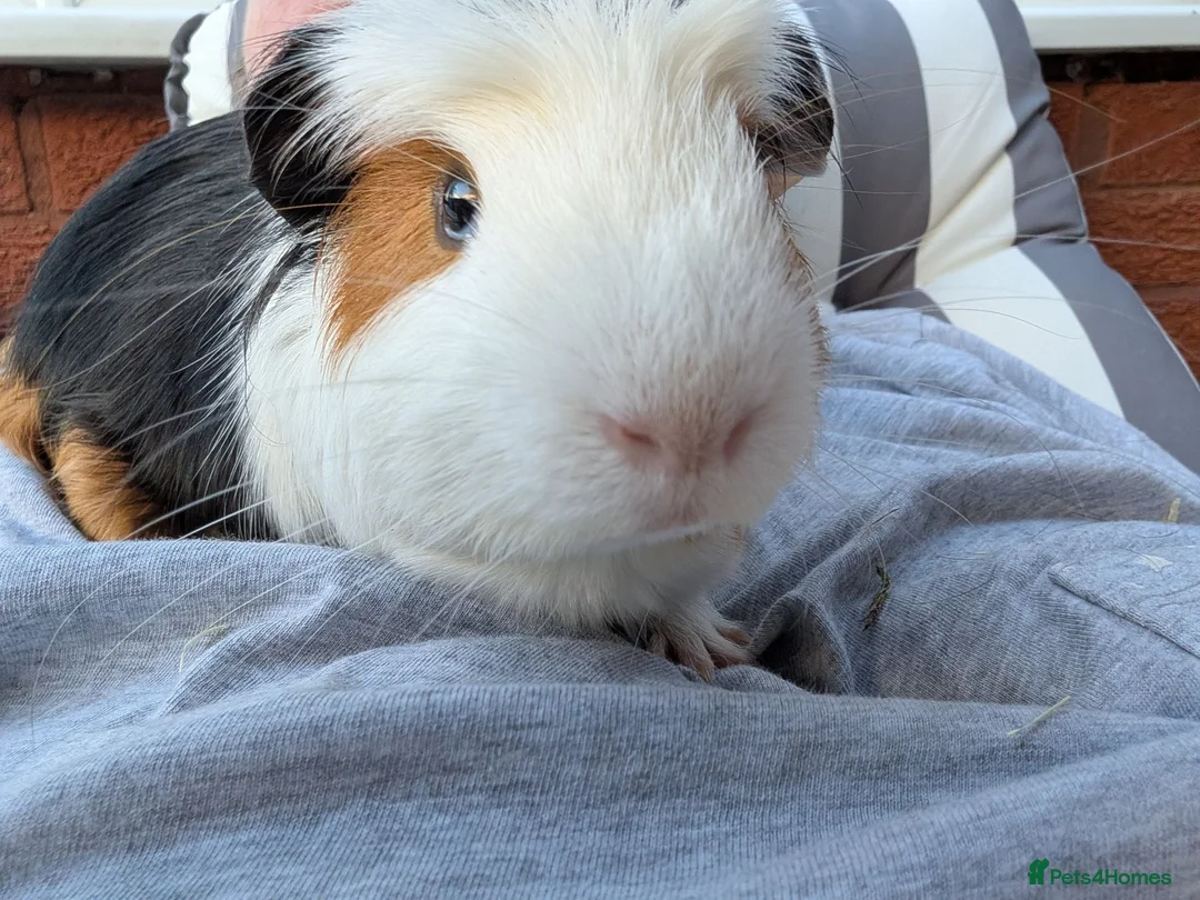 Guinea Pig rodents for sale: Gorgeous guinea pigs in Stourbridge - Advert 5