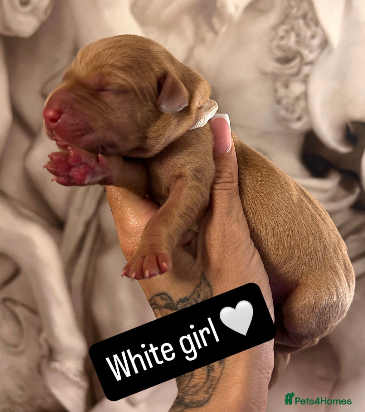Labrador Retriever dogs for sale: Follow your pups journey from birth ❤️ - Advert 5