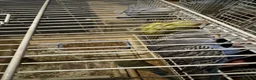 Budgerigars birds for sale: Budgie for sale - Advert 3