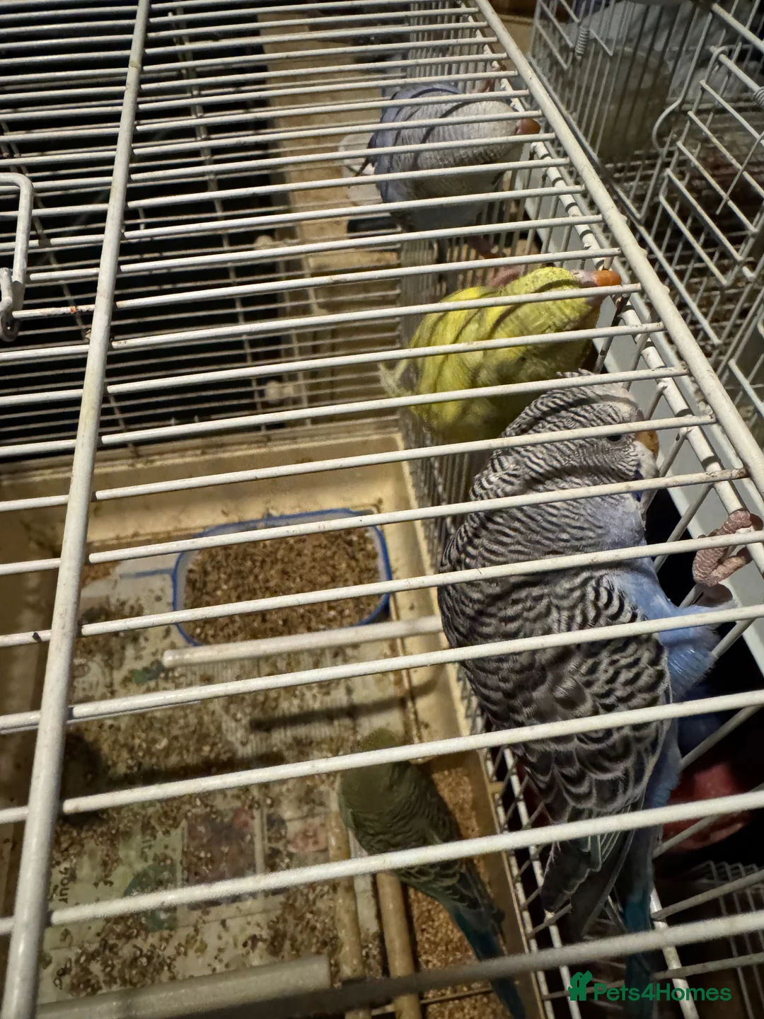 Budgerigars birds for sale: Budgie for sale - Advert 3